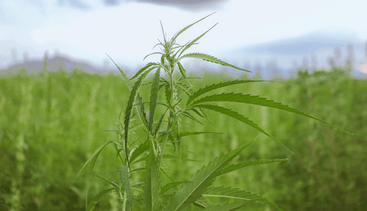 Feld mit Fokus auf eine Cannabispflanze